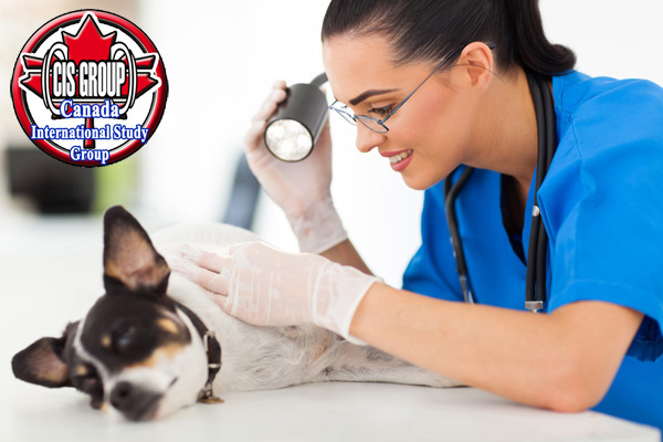 پیش دامپزشکی در مجارستان